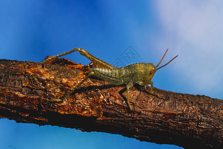 树枝上的小蟋蟀小而绿色的昆虫图片