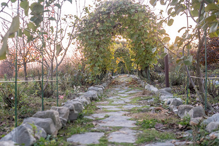 蔬菜步行隧道花园背景Arche由植物树木和树叶组成图片