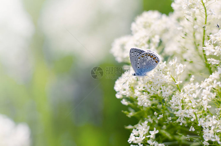 美丽的蓝色小蝴蝶图片