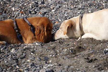 幼犬小狗在沙滩上玩耍可卡犬和金毛猎犬图片