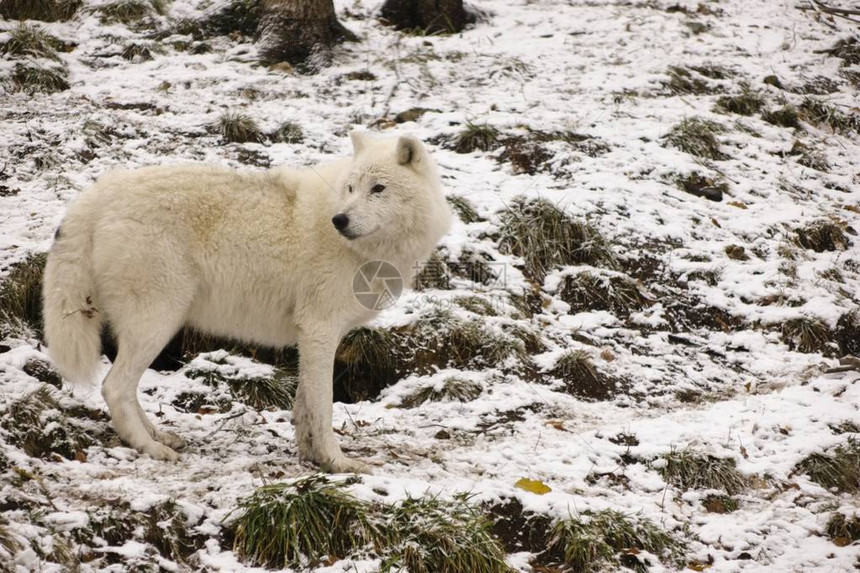 北极狼在冬季环境中图片