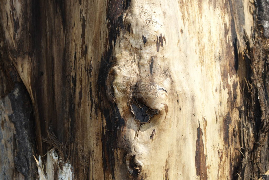 树干的旧部分部分树皮已破裂部分地壳已图片