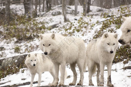 冬天场景中的北极狼图片