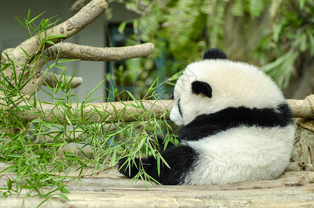 喂食时间大熊猫吃青竹叶图片