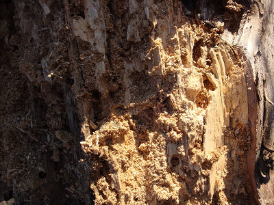 秋季森林中一棵烂树新裂隙的背景图片