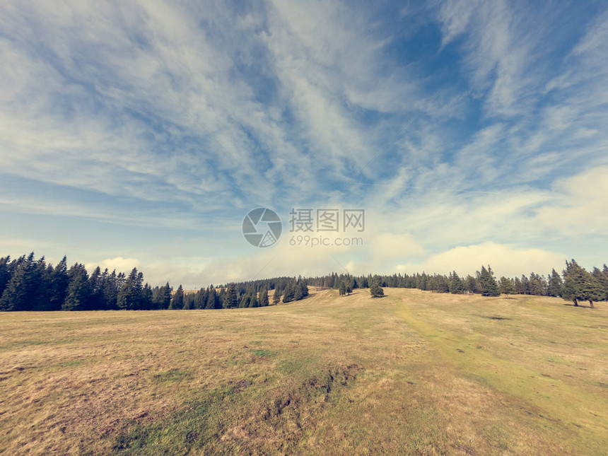 美丽的秋天风景草地环绕着松树林斯洛图片