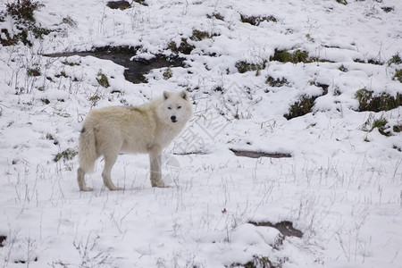 暴风雪中的北极狼图片