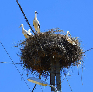 夏季中夏阳光明媚的日子里一个山雀在巢图片