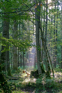 波兰欧洲比亚洛维扎森林古老的藻类树在图片