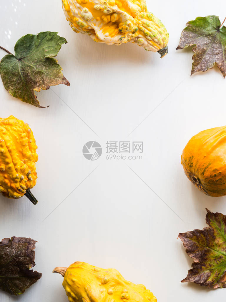 秋南瓜和叶子白色感恩节背景图片