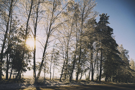冬天是雪冰霜风景阳光照日落树图片