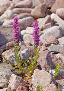 在岸边的石块中生长的紫色松叶花朵图片