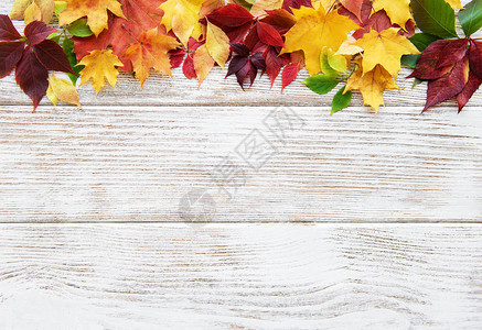 秋天的树叶在图片