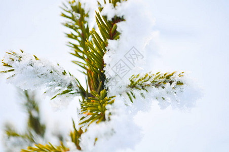 雪地上的冷杉树枝冬季景观图片