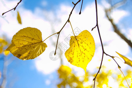 秋天的背景与枫叶背景图片