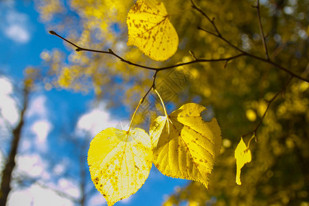 秋天的背景与枫叶图片