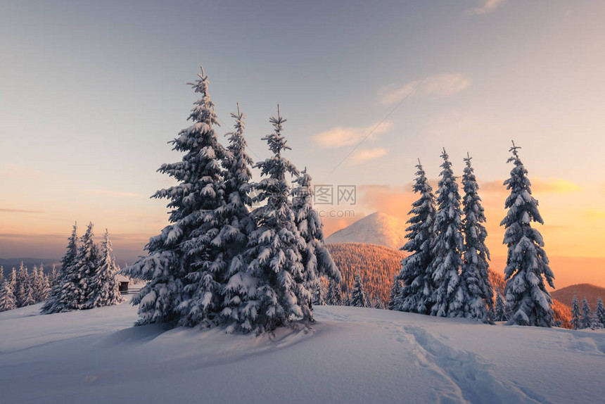 般的橙色冬季景观在阳光下发光的雪山戏剧冬日场景与白雪皑的树木圣诞假期的概念喀尔巴阡山脉图片