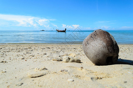 早上在蓝天下用椰子和大海造景图片