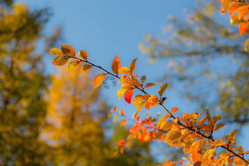 色彩鲜艳的秋叶阿罗尼亚枝图片