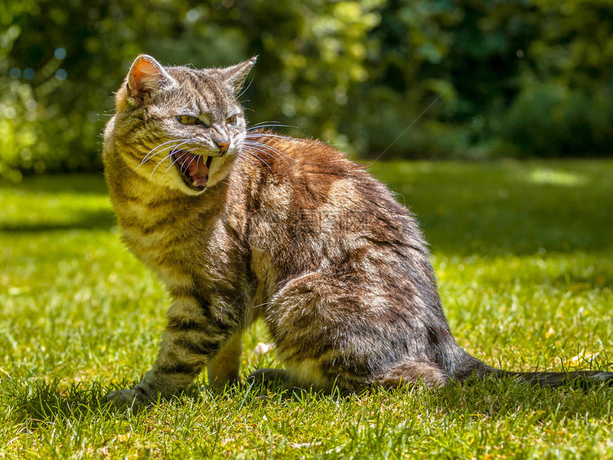 花园环境中咄逼人的大喊猫图片