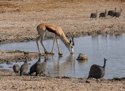 在纳米比亚草原的一个水洞里饮用的斯普林博图片