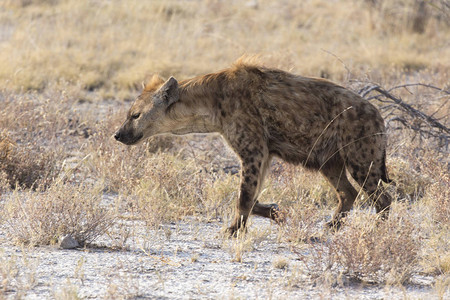 纳米比亚的黑斑鬣狗图片