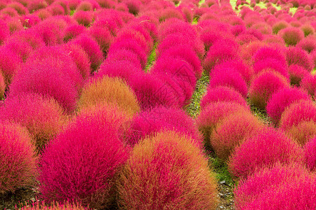 茨城秋季地肤的特写背景