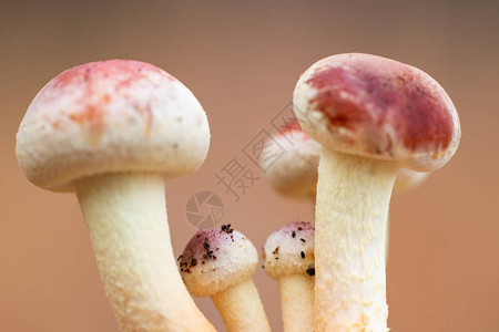 草丛中的森林蘑菇采集蘑菇图片