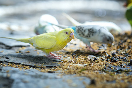 五颜六色的金丝雀正在满地大米吃早餐这种鸟生活在森林里图片