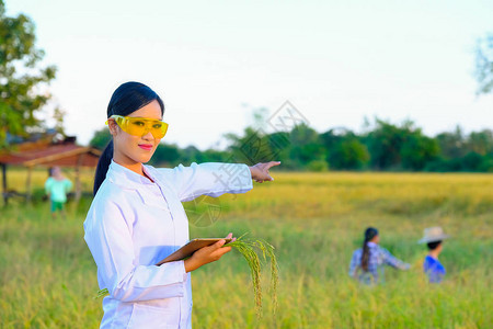 亚洲女研究员正在监测农场稻米的质量农图片