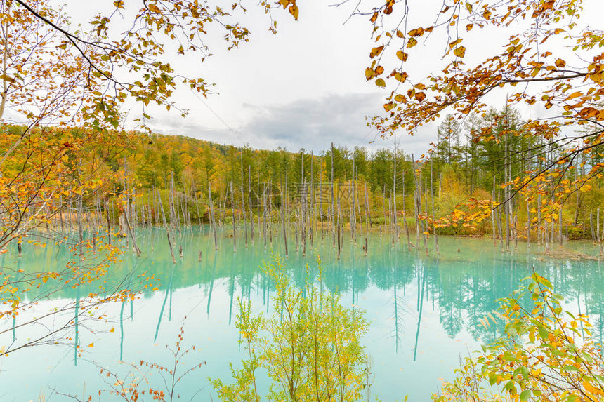 Biei北海道秋季节的蓝色池塘Aioike是比埃图片