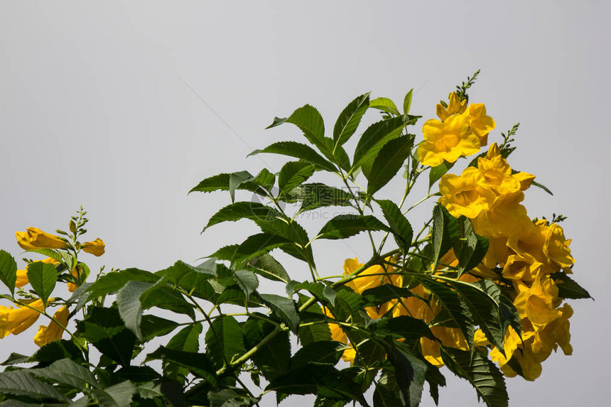 在黄花黄老黄铃或三柱花附近图片