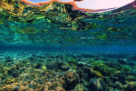 热带海底世界与热带珊瑚图片
