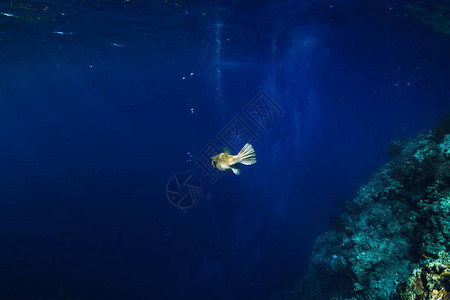 海底的海洋野生世界与图片