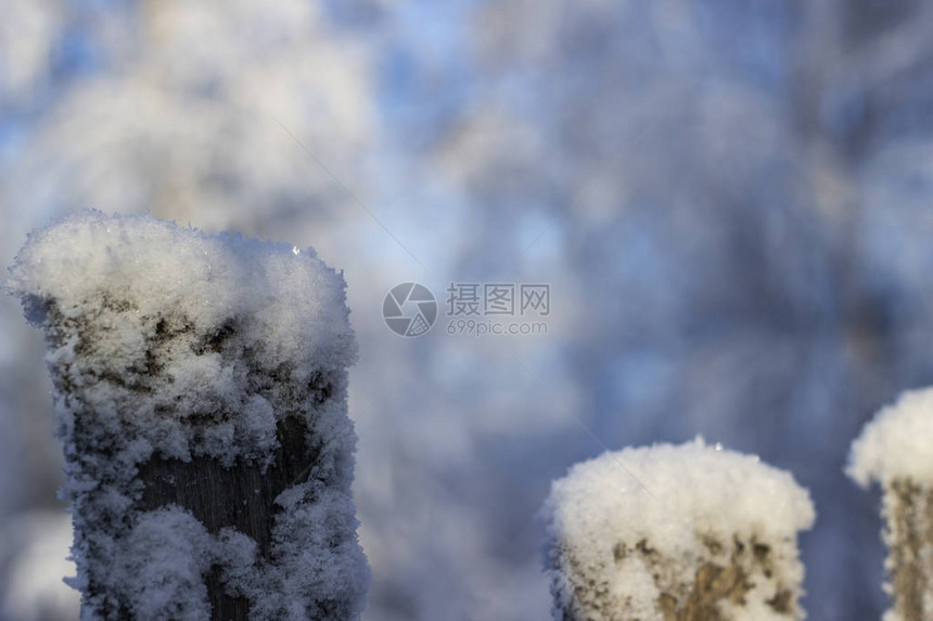 冬天的树特写图片