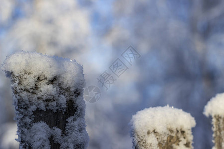 冬天的树特写图片