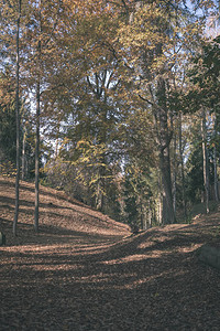 秋天的黄褐色树叶和树枝纹理自然背景古老背景图片