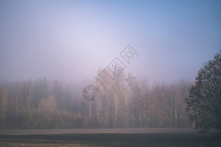 享受感官或心灵的喜悦美观上孤独的秋天树隐藏在迷雾中落图片