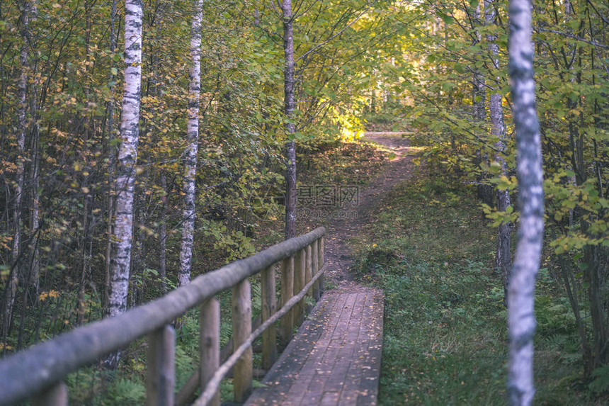 秋天在森林中横跨水面的木板桥图片