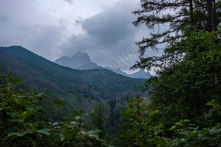 夏季绿色森林和山脉景观图片