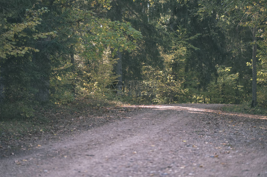 秋天在树干之间公园的黄色树叶中覆盖空乡间公路跌落颜色古老图片