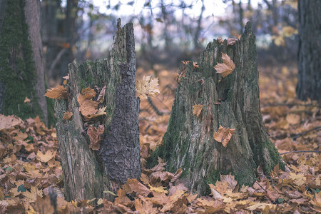 秋末林中自然的旅游足迹图片