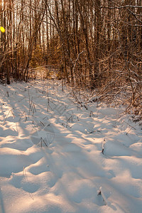 冬季的野生森林日落前晚图片