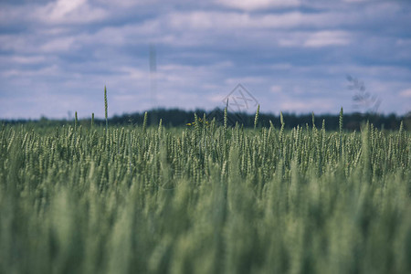 夏季美丽的绿色小麦图片