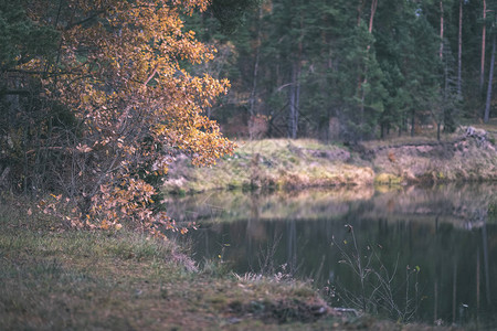 秋季彩色树木和树叶在水体附近公园的树枝上乡村景观复图片