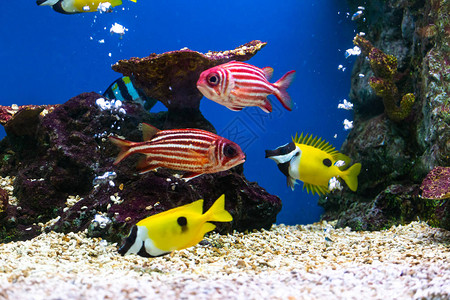 关闭美丽的鱼在水族馆装饰水生植物背景鱼缸里的一条图片