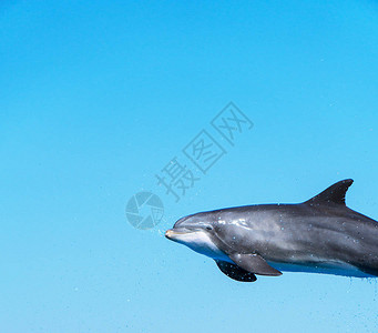 海豚在空中飞翔图片