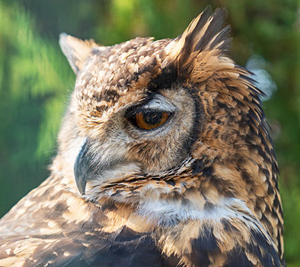 角雕CapeEagleOwl的特写视图背景