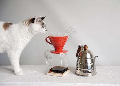 白猫和倒在红汤里的滴咖啡凯特尔鸡尾高清图片