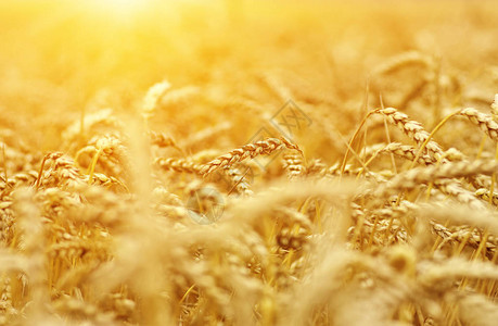 小麦闭合阳光下小麦田收图片